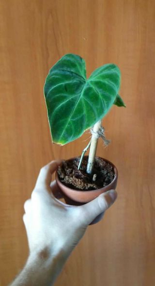 Philodendron Verrucosum Rare Aroid Velvet Leaf Live Plant Medium Size Houseplant