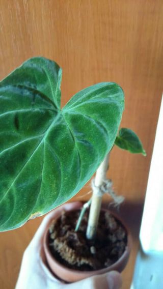 Philodendron verrucosum rare aroid velvet leaf live plant medium size houseplant 2