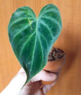 Philodendron verrucosum rare aroid velvet leaf live plant medium size houseplant 3