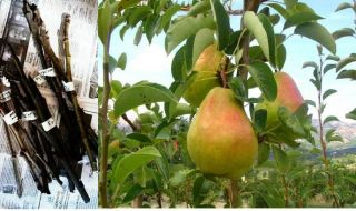 10 Cuttings Rare Pear Tree Blanquilla Water Pear Pera D 