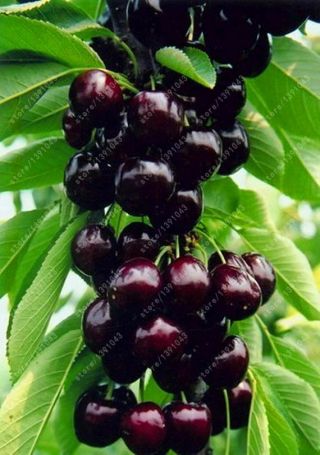 20 Pc Black Cherry Tree Seeds Rare Fruit Tree Seed
