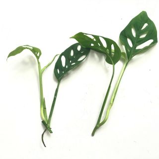2x Monstera Adansonii (swiss Cheese) Cutting W/ Node 2 - 3 Leaves Rare Houseplant