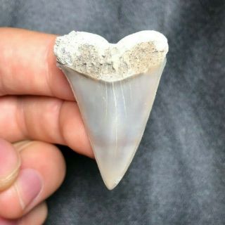 Rare 1.  59 " Lee Creek Aurora Mako Shark Tooth Teeth Fossil Sharks Necklace Jaws