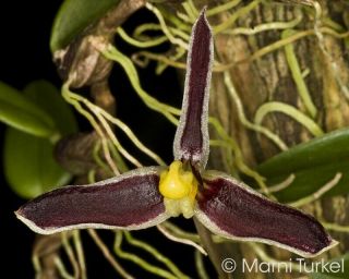 Bulbophyllum Alkmaarense Guinea Miniature,  Rarely Seen Orchid Species