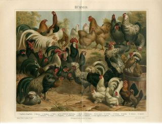 1895 Chickens Hens Roosters Breeds Birds Antique Chromolithograph Print