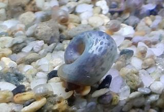 6 Rare Blue Leopard Ramshorn Snails Cleanup Crew Algae Eaters