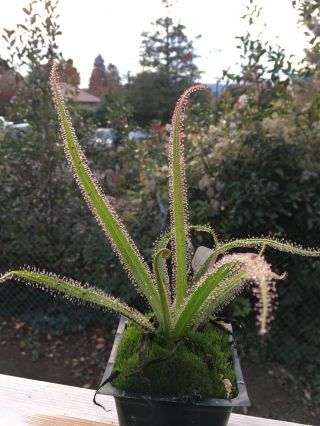 Live 8” Seed Grown Drosera Regia Seedling - King Sundew - Rare Carnivorous Plant