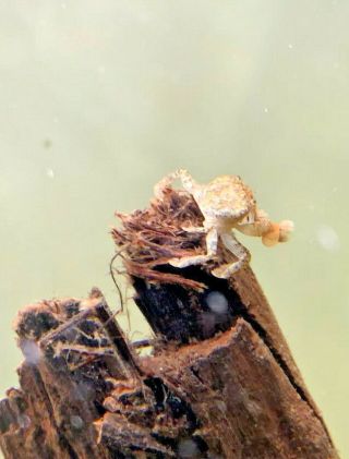 Rare Freshwater Pom Pom Crab (ptychognathus Barbatus) Crustacean Flat Rate Ship