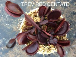 Dionaea Muscipula Trev Red Dentate - Carnivorous Plant Venus Flytrap (rare)