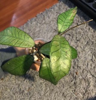 Rare Rare Hoya Sp.  Gunung Gading,  Rooted Plant With Growth.  Ship With Pot