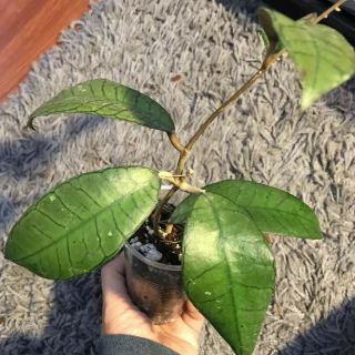 RARE RARE Hoya sp.  Gunung Gading,  rooted plant with growth.  ship with pot 3