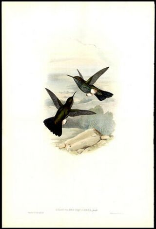 1861 John Gould Hand - Colored Lithograph Hummingbirds Natural History