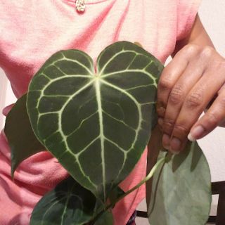Rare Anthurium Clarinervium Aroid Plant,  Large,  Actual Plant,  7 Leaves,  4in Pot