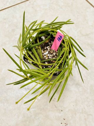 P163 Rare Hoya Linearis Wax Plant 26” Strands Easy Care And Cute ❤️