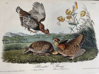 Very Rare Audubon 1st Ed.  Octavo - Prairie Chicken/pinnated Grouse - Pl.  No.  296