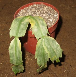 Schlumbergera Variegata 12cm Rare Succulent Plant Ariocarpus Aztekium D
