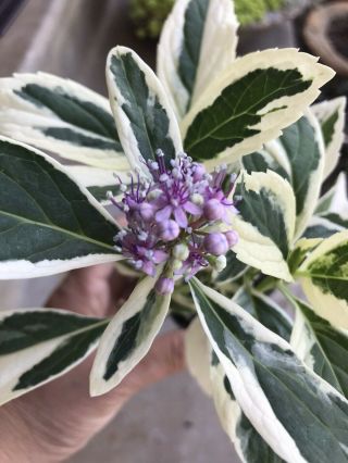 Live Rooted - Hydrangea Silver Lace Variegated Leaves W Pink Lavender Flower Rare