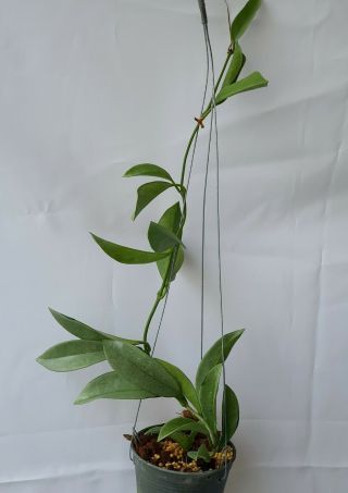 1 Pot,  10 - 12 Inches Rooted Plant Of Hoya Pubicalyx Grey Leaves Extremely Rare
