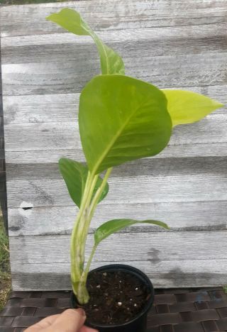 Dieffenbachia ' Mary Alice ' Variegated Stem,  Philodendron Companion Rare Plant 3