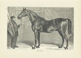 Race Horse In Stable " The Drake " Equestrian Art Antique Horse Print 1873