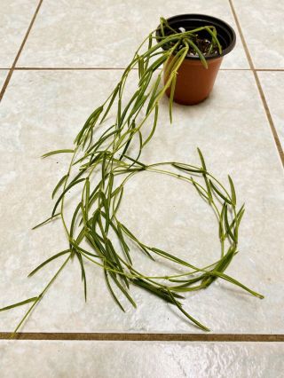 B21 Rare Hoya Linearis Wax Plant Long 5 Strands Easy Care And Cute ❤️