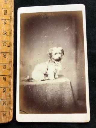 D Rare Cdv 1870s Pringle Jocky Skye Terrier Dog Victorian B&w Photo Cabinet Card