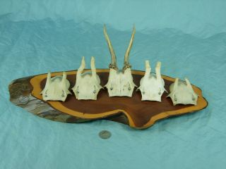 Set Of 5 Antique Roe Deer Skulls & Antlers On Wooden Trophy - Plaque Wallmount 76