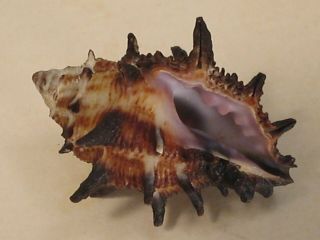 Rarely Seen Murex.  Habromorula Spinosa 23.  5mm Philippines Seashell