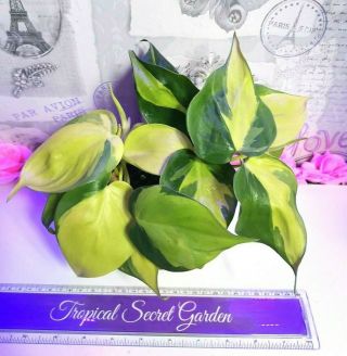 Variegated Philodendron Brazil Plant Scandens Rare Houseplant 