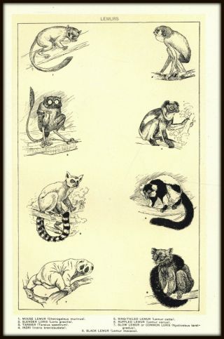 Vintage Lemurs / Lemur Print - Circa 1900 - Illustrated Book Plate For Framing