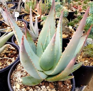 Rare Aloe Claviflora,  Aka Jackal 