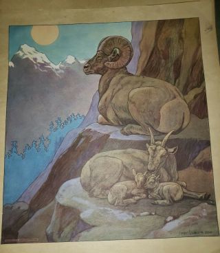 Vintage Sheep Poster 1951 Sleep Charles Livingston Bull 21 1/4 X 15 1/4
