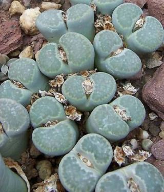 Lithops Salicola Rare Exotic Living Stones Ice Plant Succulent Seed 50 Seeds