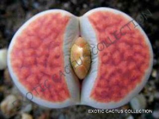 Rare Lithops Karasmontana Orange Ice,  Living Stones Rare Mesembs Seed 50 Seeds