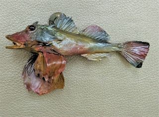 W64f Vintage Antique Taxidermy Ocean Fish Museum Display Collectible Oddity