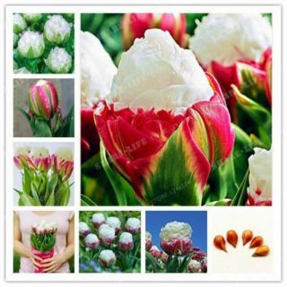 True Ice Cream Tulips Bulbs Perennial Impressive Resistant Stunning Flowers Rare
