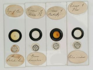 Very Fine Set Of 4 Antique Microscope Slides Insect Eyes/cornea By Darlaston