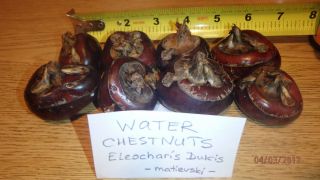 Chinese Water Chestnuts 16 Bulbs (eleocharis Dulcis),  Edible,  Extremely Rare