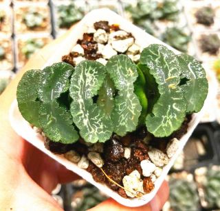Haworthia Ryuumon Truncata Adult Plant Rare Succulent Plant In 3 " Pot