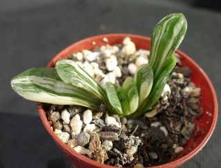 Haworthia Truncata Variegated - Extremely Rare Succulent