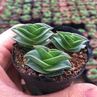 Succulent Live Plant - Tradescantia Navicularis（mini 3 Head） - Garden Rare Plant