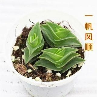 Succulent Live Plant - Tradescantia Navicularis（Mini 3 Head） - Garden Rare Plant 2