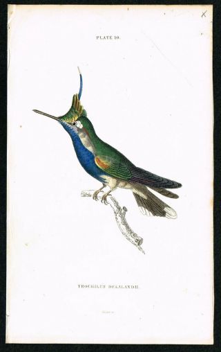 1833 Ruby - Crested Hummingbird Colibri,  Hand - Colored Antique Print - Lizars