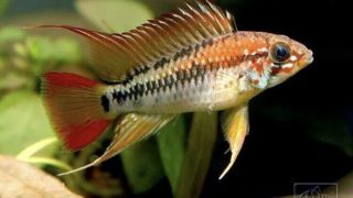 1” Apistogramma Viejita F1 Pair Dwarf Cichlid Live Tropical Fish Very Rare