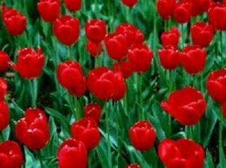 Tulip Bulbs Perennial Resistant Stunning Fragrant Hardy Pure Bright Red Rare Top