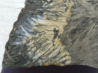 Rimrock: 2.  50 Lbs Rare Feather Pyrite Rough