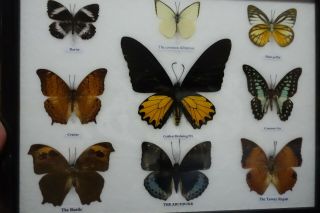 Very Rare The 9 Butterfly Display Insect Taxidermy In Framed Aaa