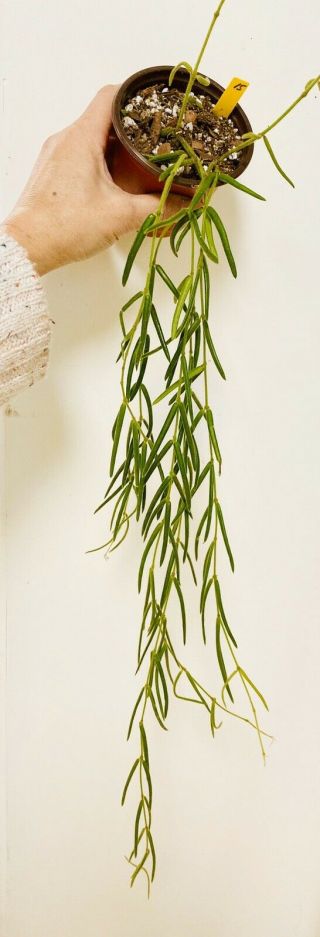 Y15 Rare Hoya Linearis 5 Strands Starter Plant Actual Plants Uas.  