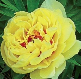 1 Yellow Peony Roots Paeonia Bonsai Stunning Rare Fragrant Bloom Garden Decor