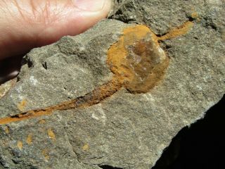 Plate With Ultra Rare Fossil Carpoid Dendrocystites Ordovician.  Morocco.  Nºhh8